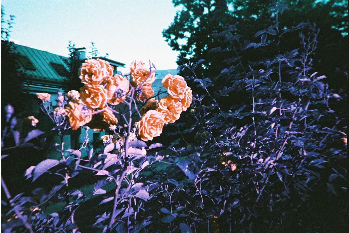 Simple Use Reloadable Film Camera LomoChrome Purple - Image 4