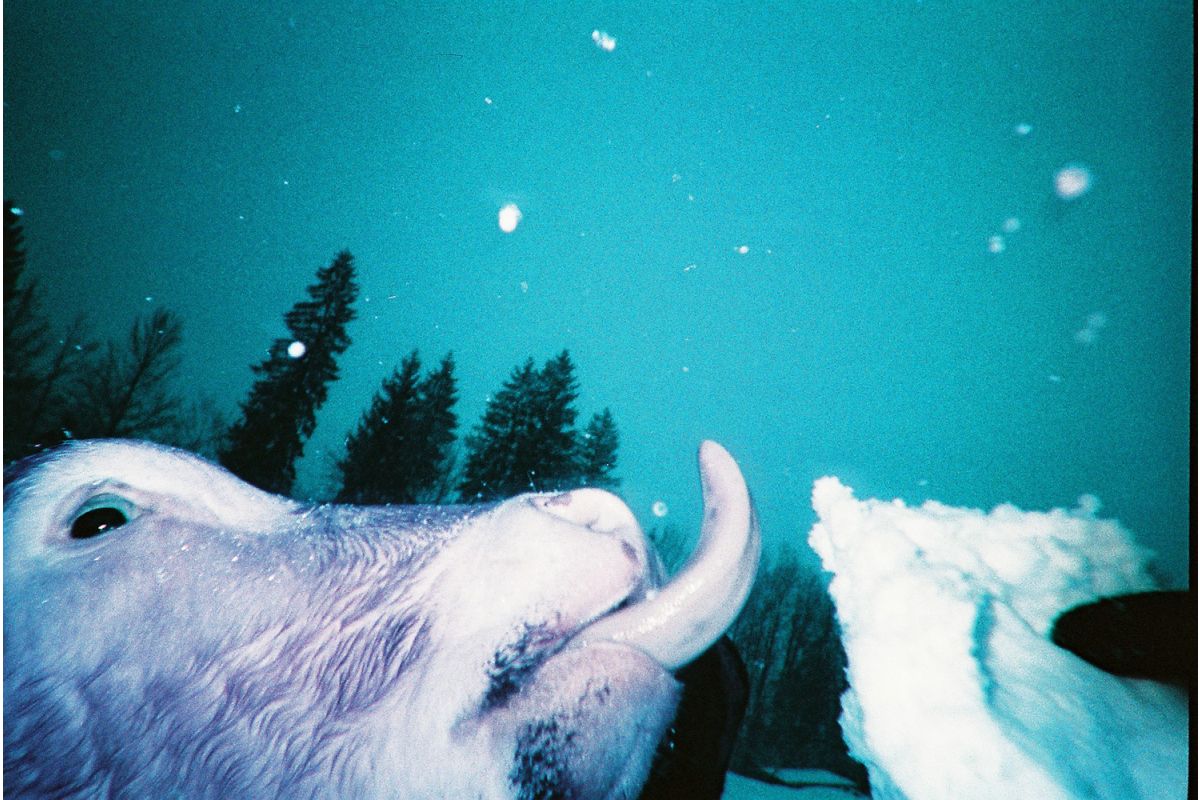 Simple Use Reloadable Film Camera LomoChrome Purple - Image 5